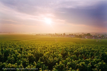 Bourgogne (Vosne)